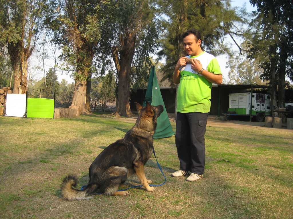Entrenamiento canino